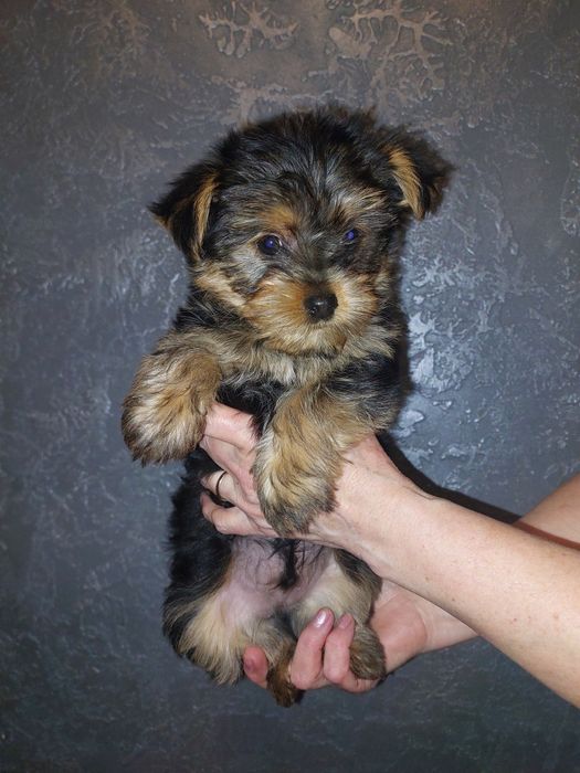 Йоркширский терьер