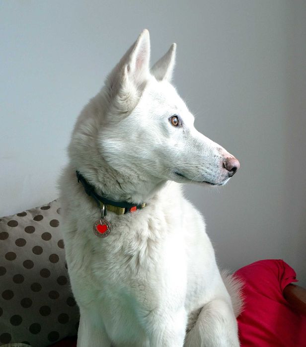 Пес порода Лайка