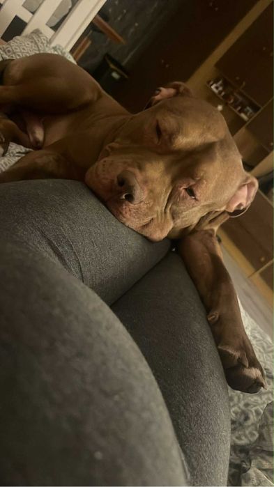 Oddam pitbulla red nose