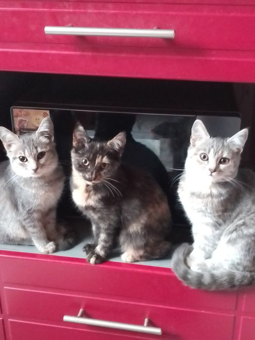 Віддам котят безкоштовно