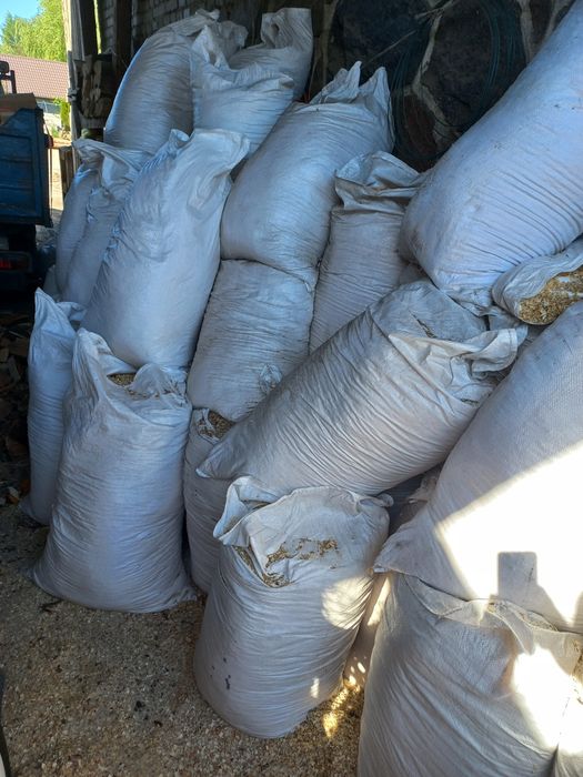 Trociny świeże, grube