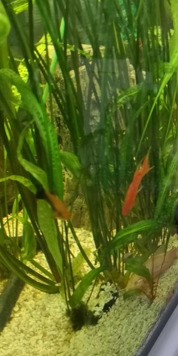 Sprzedam Cryptocoryna  XXL  2 szt ,