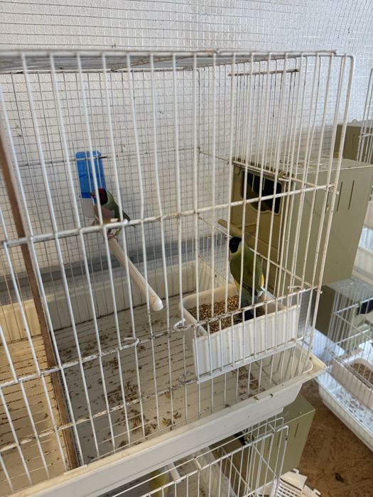 Casais diamantes gould