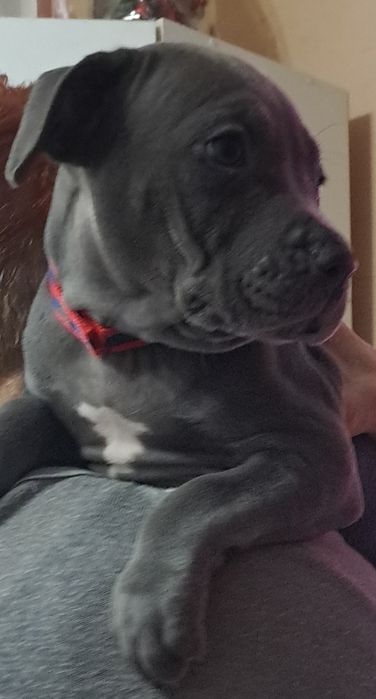 American staffordshire terrier  sunia