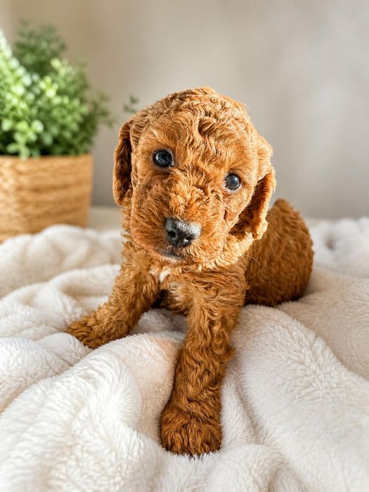 Cockapoo dziewczynka