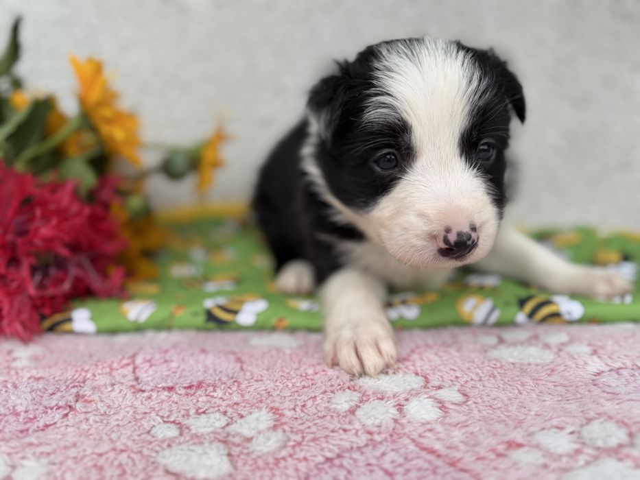 Piesek Border Collie