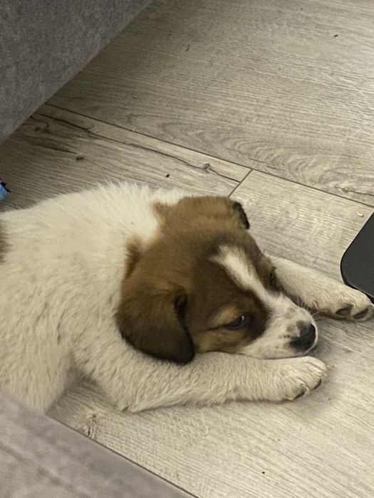 Безкоштовно віддам цуценя