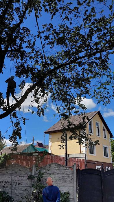 Спил деревьев. Валка деревьев. Удаление деревьев. Спилить дерево ...