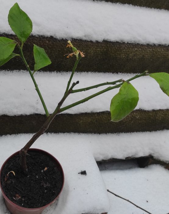 Вкорінений живець з плодоносного лимонного дерева , був із цвітом