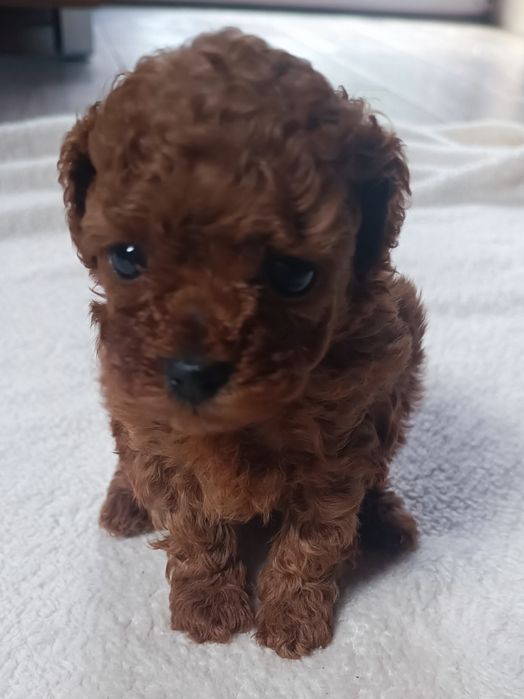 Pudel chiński toy, suczka