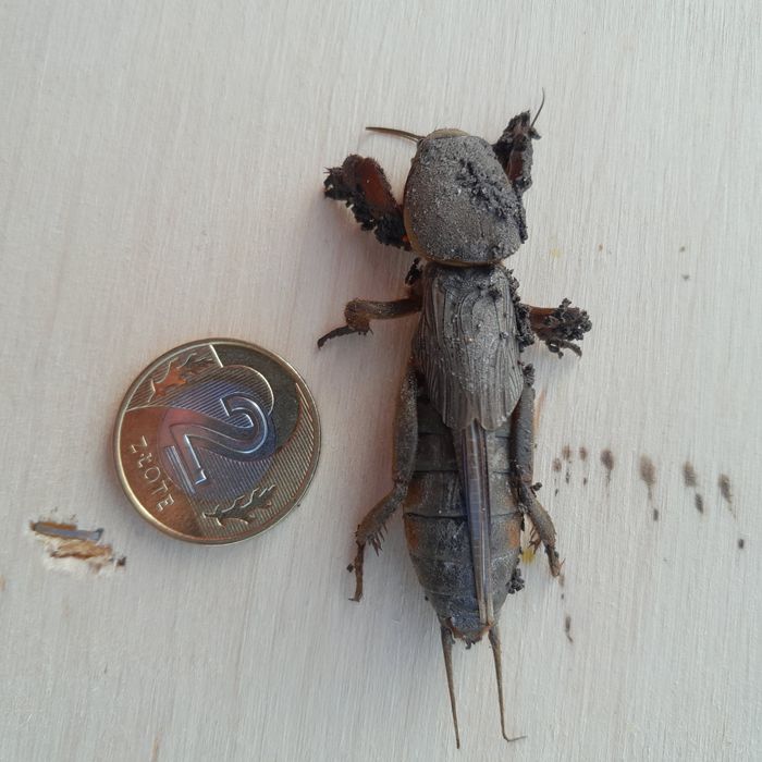 Turkuć podjadek 10 szt. Przynęta