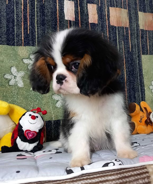 Кавалер кінг чарльз спаніель