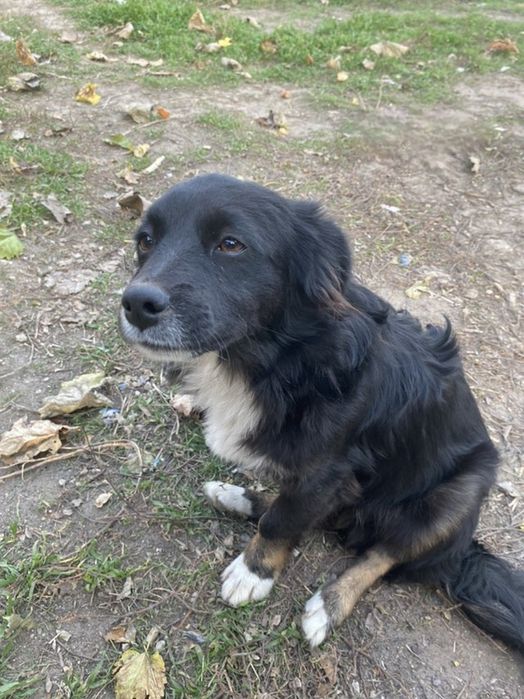 Отдам даром в добрые руки собачку метис мелкой породы