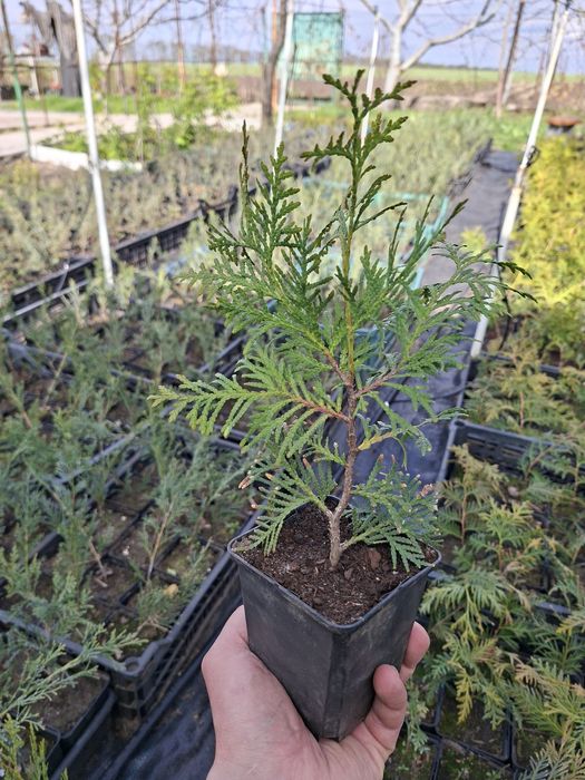 Туя західна брабант.Ялівець звичайний