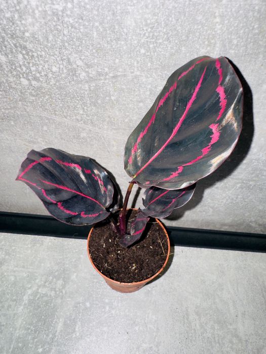 Калатея Дотті (Dottie)