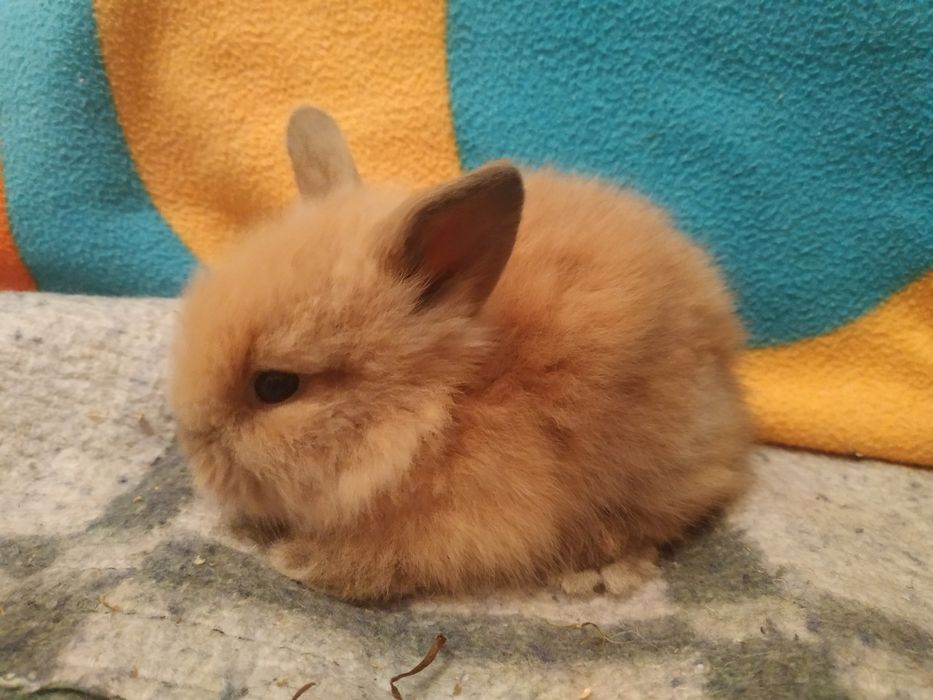 Декоративні кролики