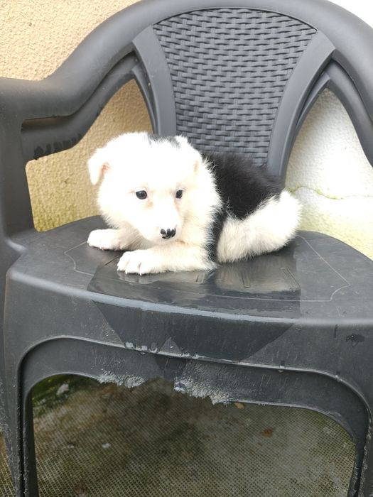 Border collie macho puro