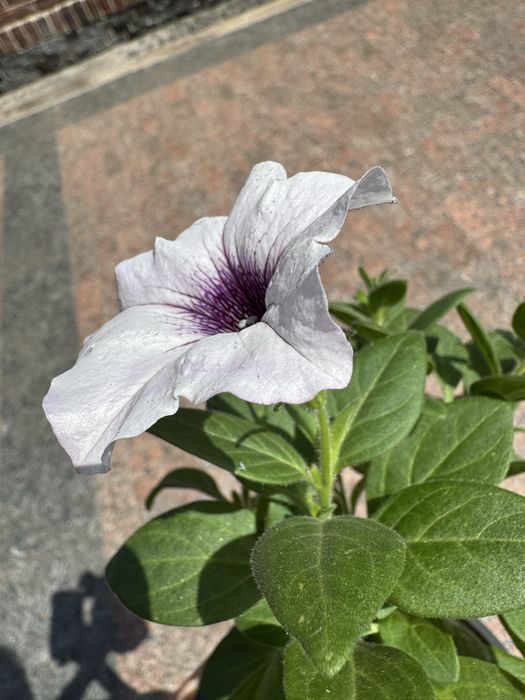 Петунія петуния петунья