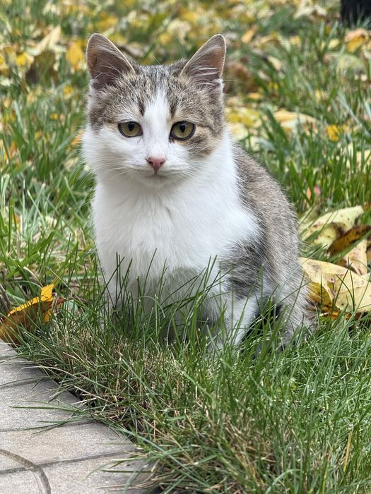 Котенятка шукають  домівку