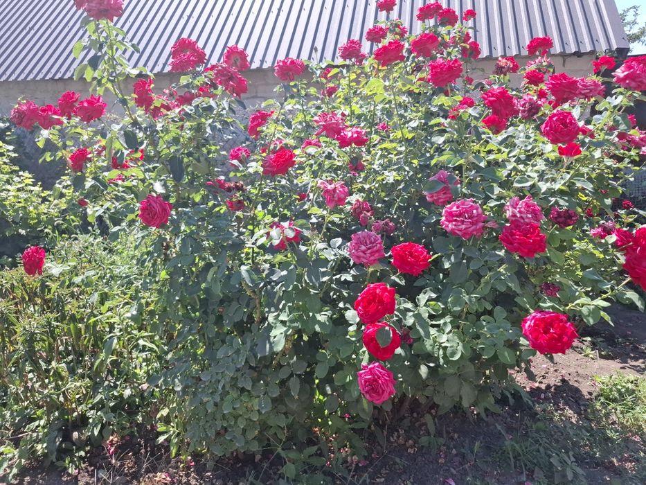 Продам  будинок  в Божедаровкі