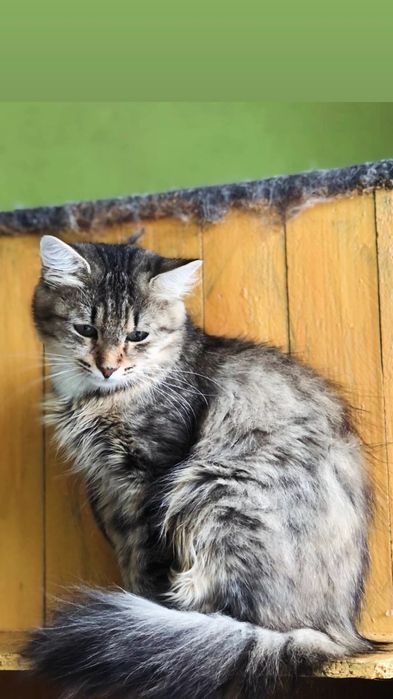 Отдам пушистую кошку лесного окраса, 1,5 года, стерилизована, привита
