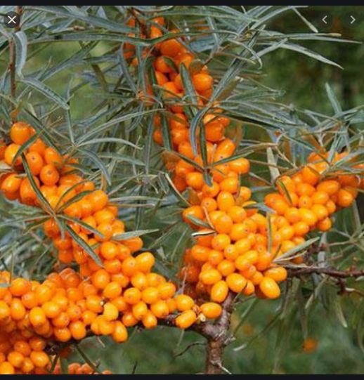 Облепиха з медом.Обліпиха з медом.