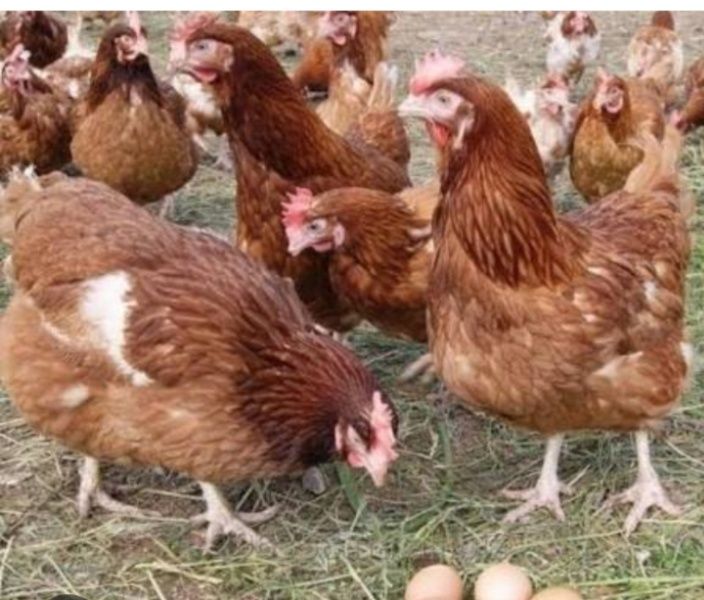 Продам курей ломан Браун