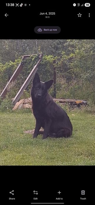 Owczarek niemiecki do adopcji 2 suczki