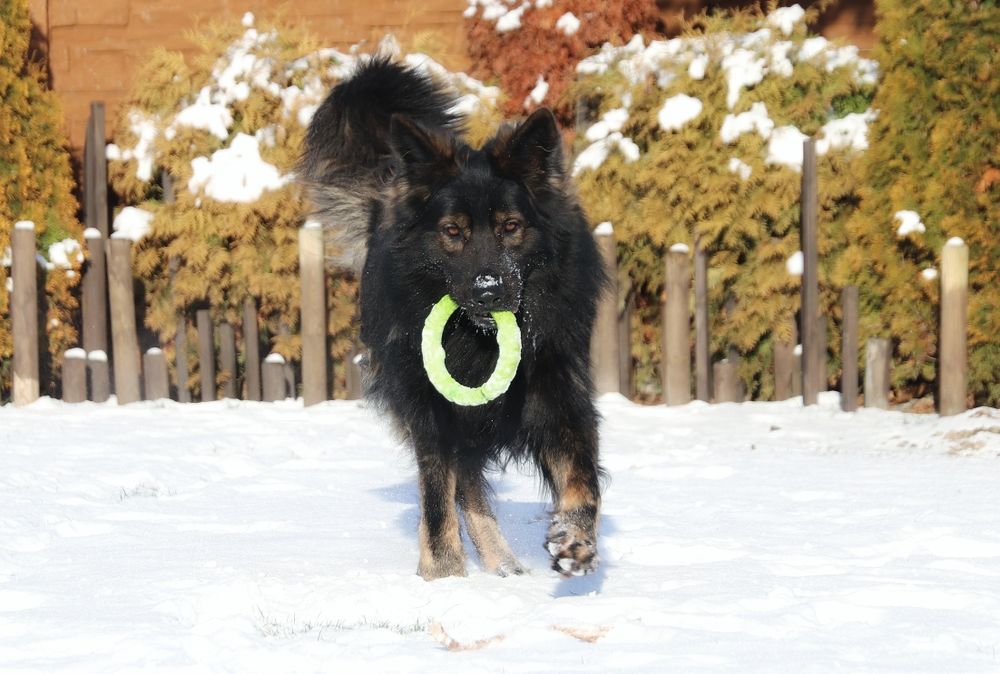 Owczarek Staroniemiecki