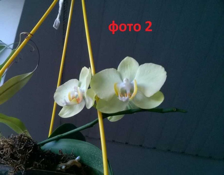 Орхидея фаленопсис сорт Golden Apollon