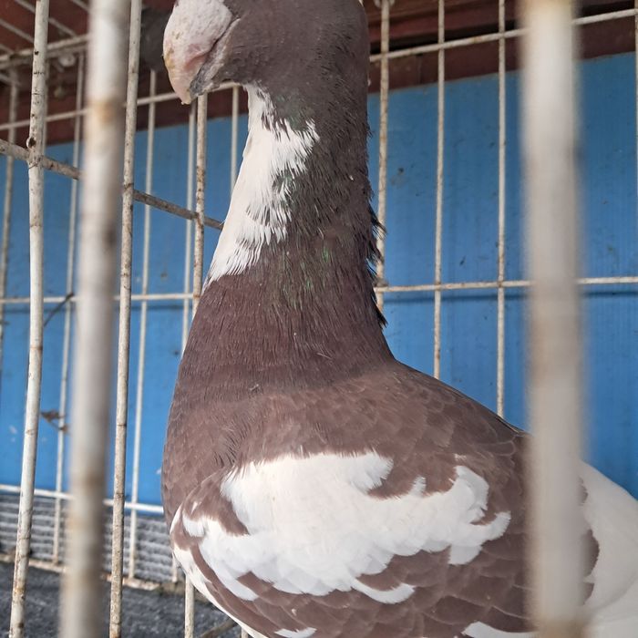 Niemiecki wystawowy możliwy transport