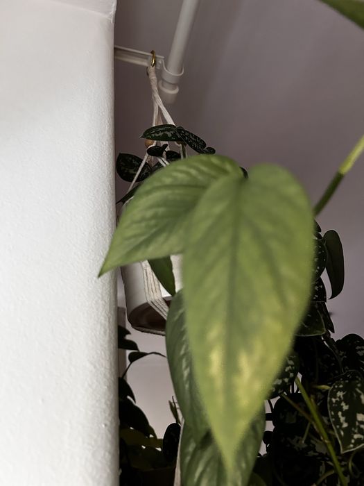 Philodendron Scandens, micans e ep cebu blue