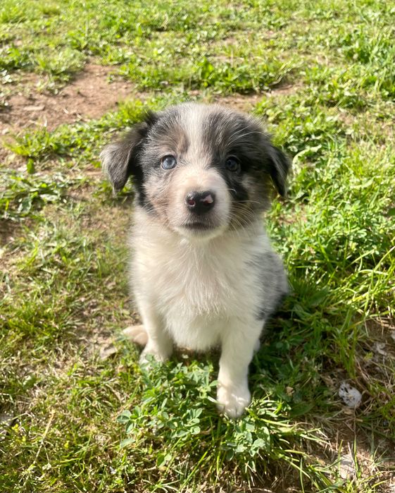 Border collie suczka blue merle
