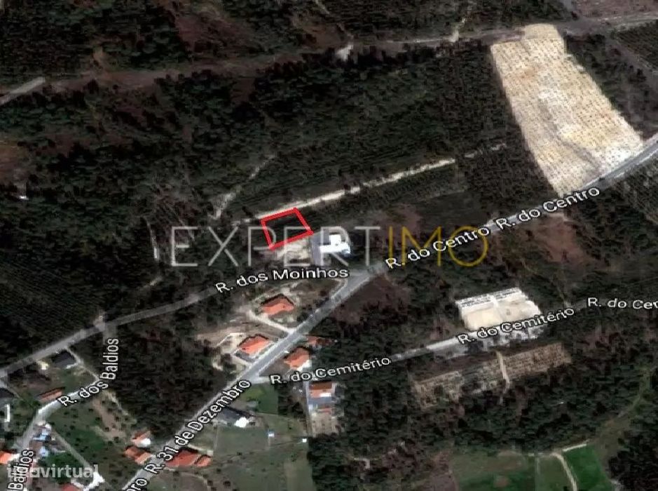 Terreno Com plantação de eucaliptos e pinheiros - Ourém