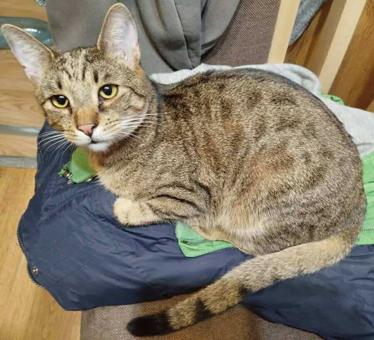 Eddie – profesjonalny pogromca wędek i kulek szuka domu!