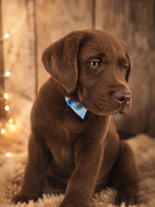 Labrador Retriever szczenie po ojcu pochodzenia FCI
