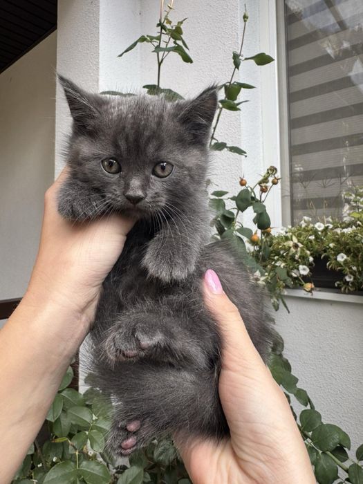 Котики шотландські  чистокровні