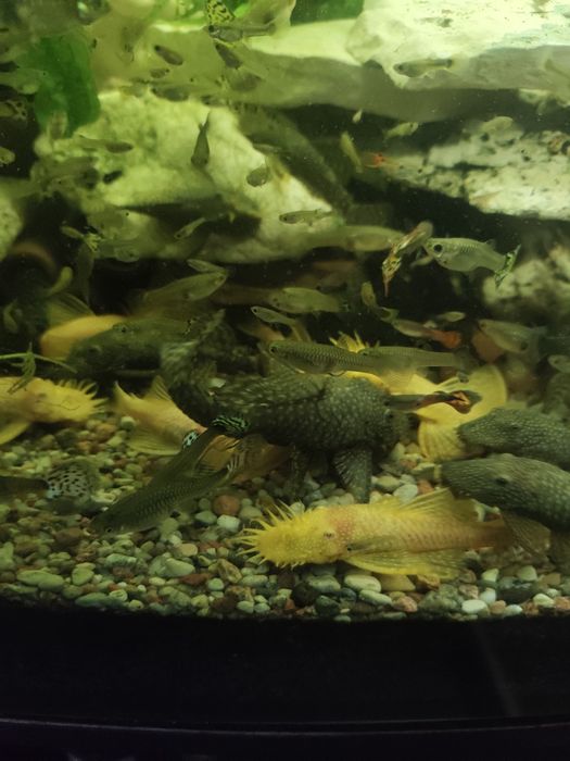 Glonojad. Ancistrus. Dorosłe ryby.