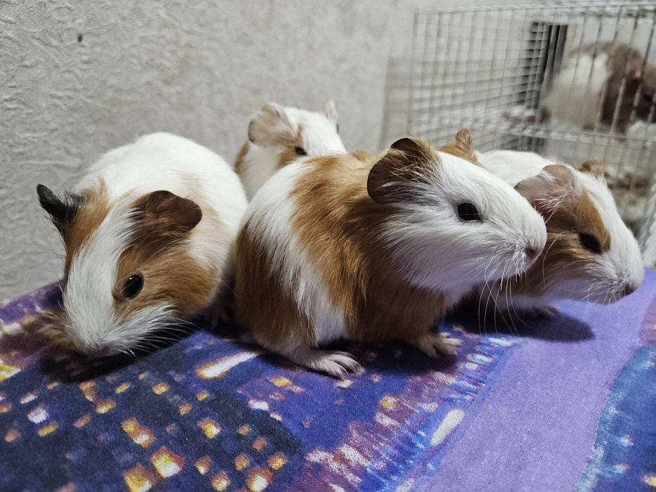 Морські свинки 1 самець і самки