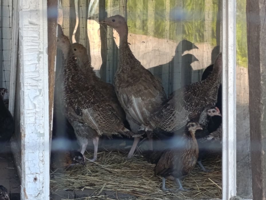 Продам Індика на вибір