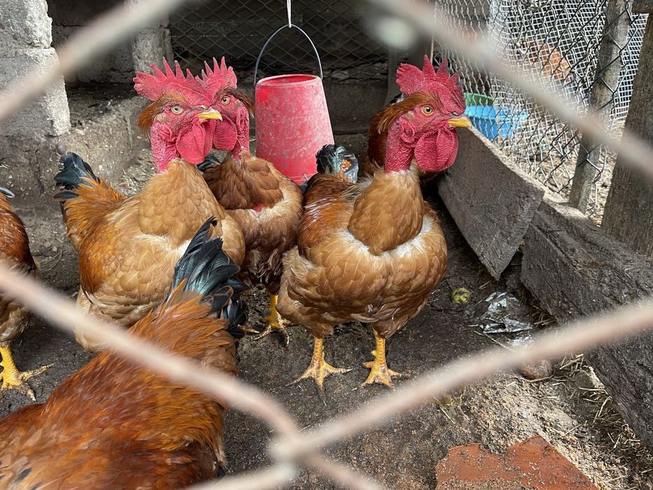 Galos caseiros grandes