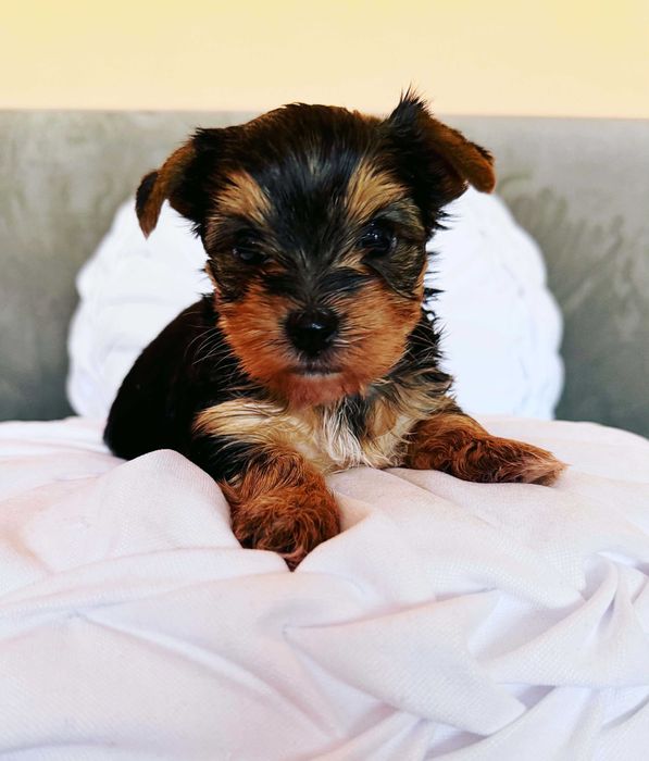 Sprzedam Yorkshire Terrier