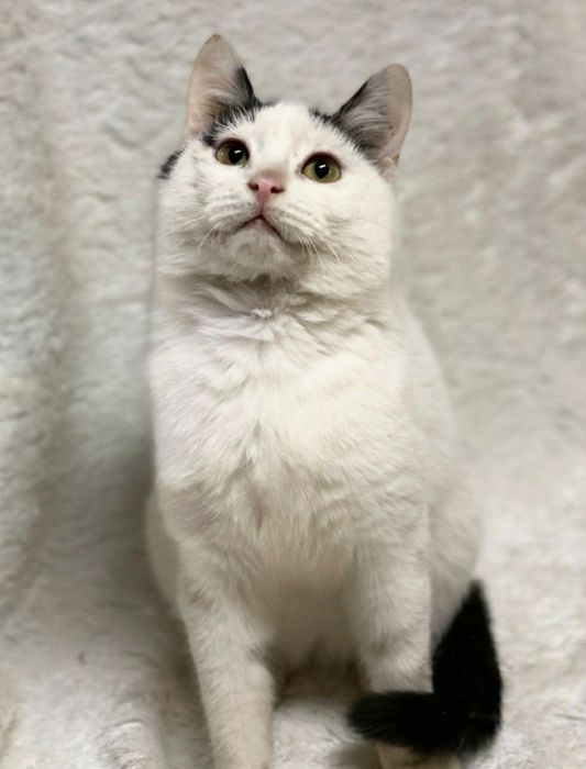 Отдам даром в добрые руки зеленоглазую бело-черную кошечку