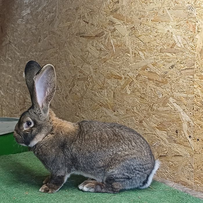 Sprzedam samca Belgijski Olbrzym Szary z rodowodem .