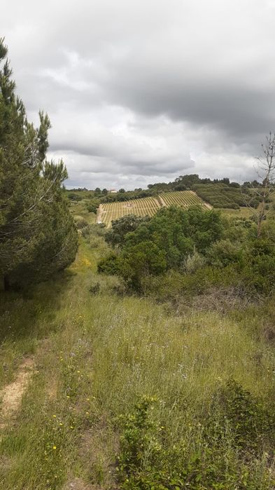 Vendo terreno Zona Azambuja