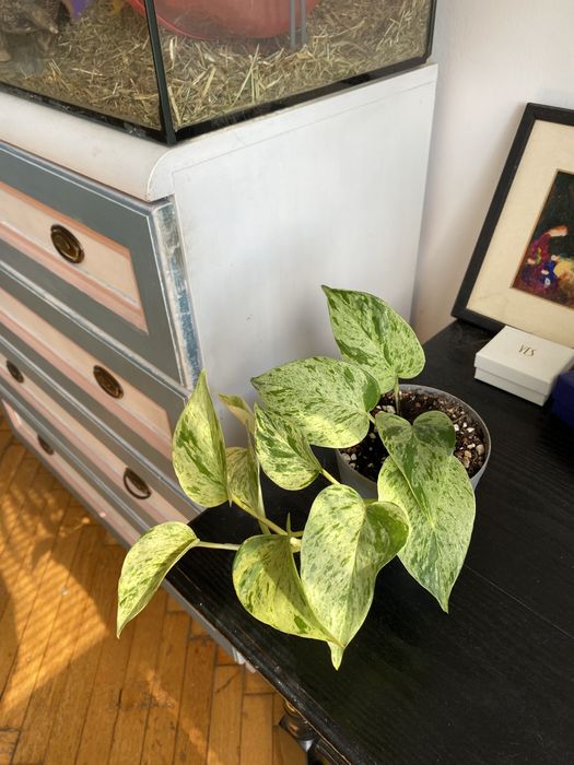 Epipremnum snow queen