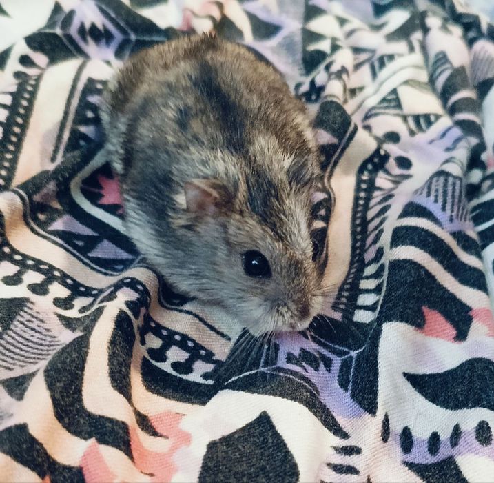 Сhomiki Oddam chomiki po 30 zł za sztukę.