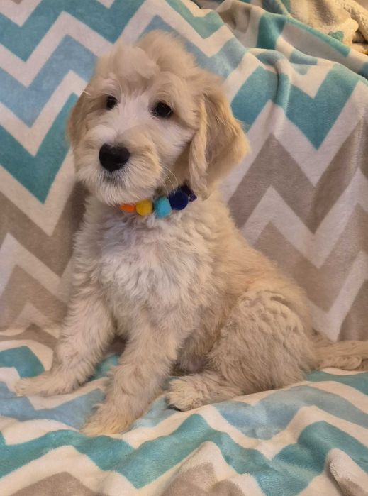 Goldendoodle f1b standard samiec