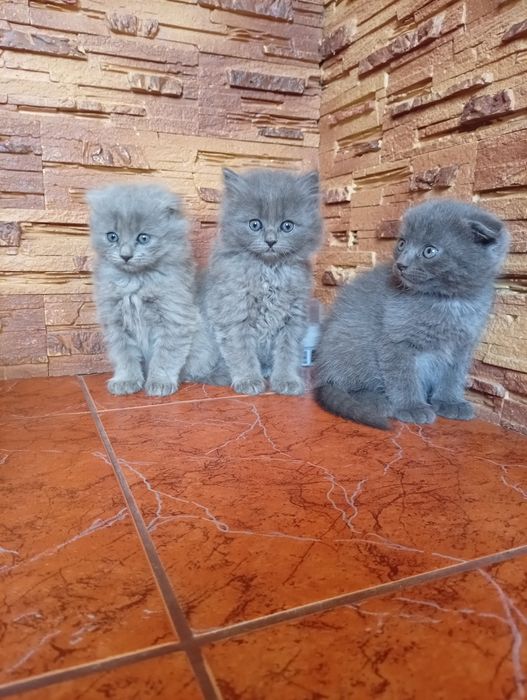 Продам британських 3 дівчинки