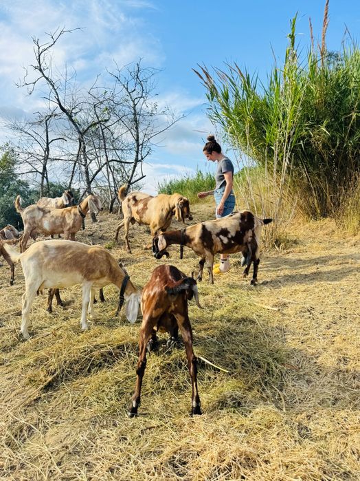 Cabras fêmeas da raça anglo-nubiana
